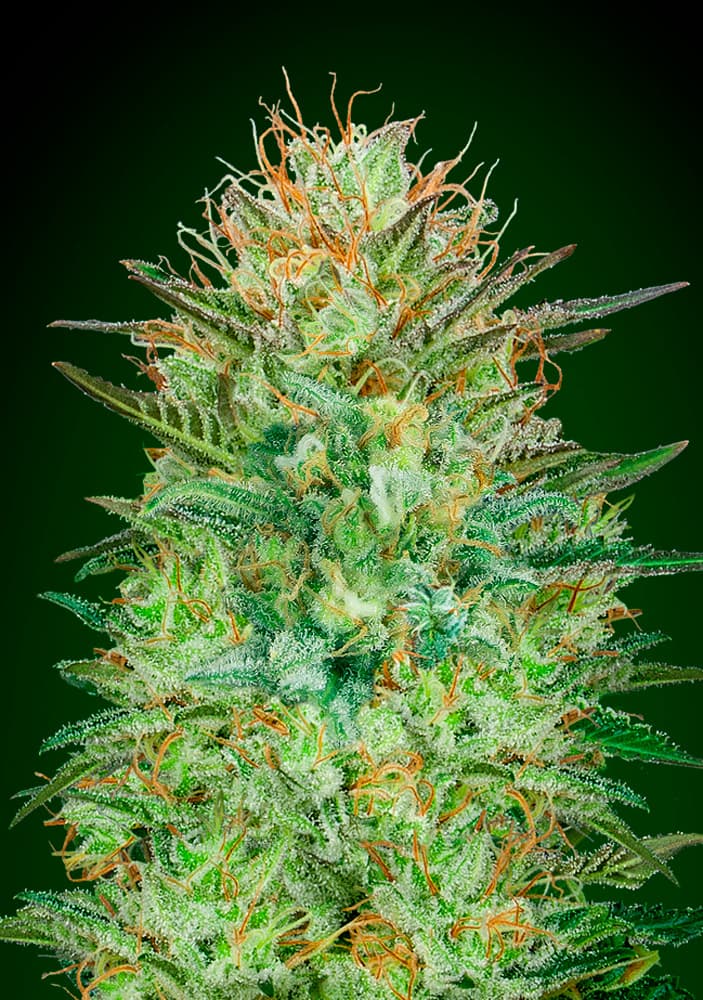 Семена сорта фото. Sweet critical 00 Seeds последствия. Super Skunk сорт фото одного семени.