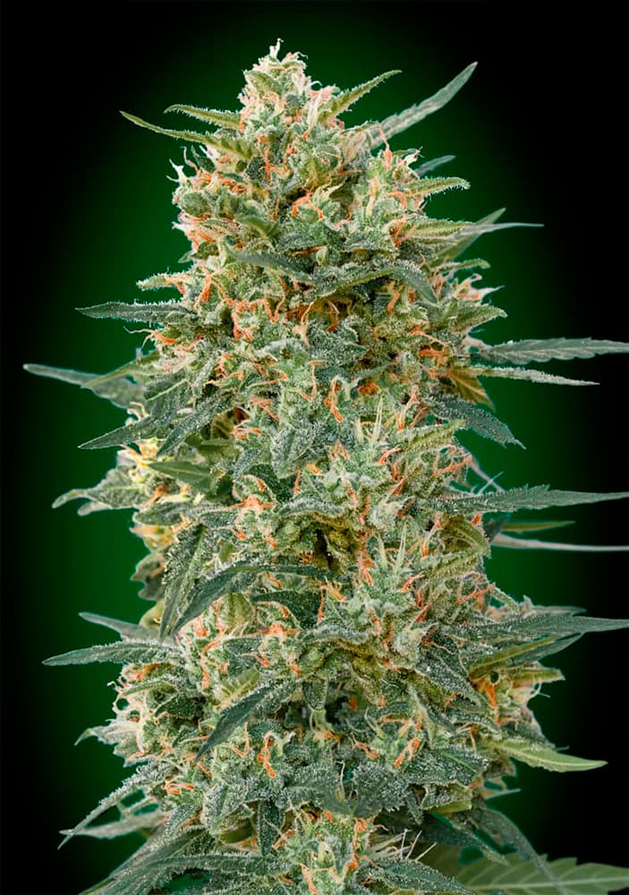 Auto Gorilla, alto livello THC 00 Seeds Bank