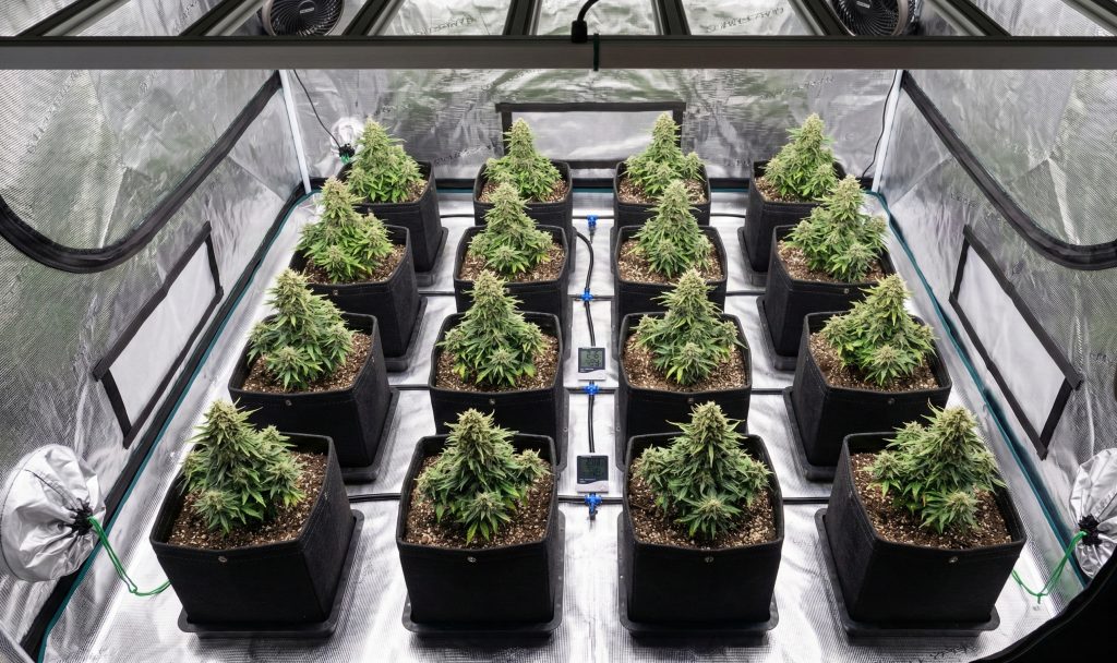 Método SOG (Sea of Green)